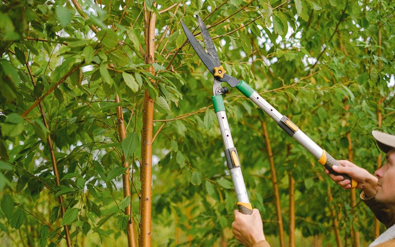 Tree trimming in Hickory Plains, AR