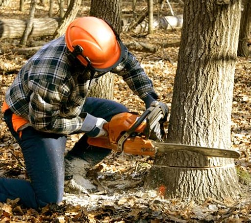 Tree Removal in Hickory Plains, AR